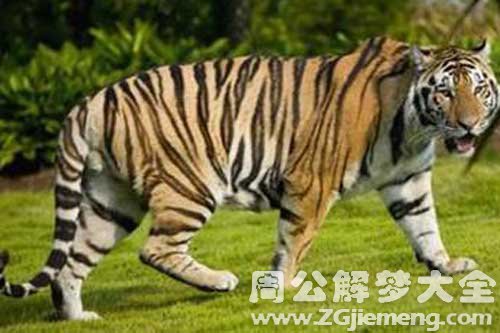 梦见被老虎咬出血 梦见被老虎咬出血