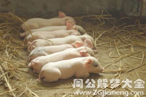 很多小猪仔