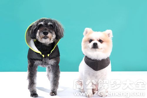 骑着狗