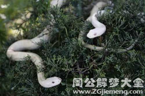 梦见两条小白蛇