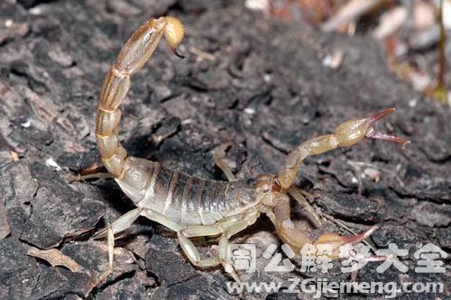 被蝎子追