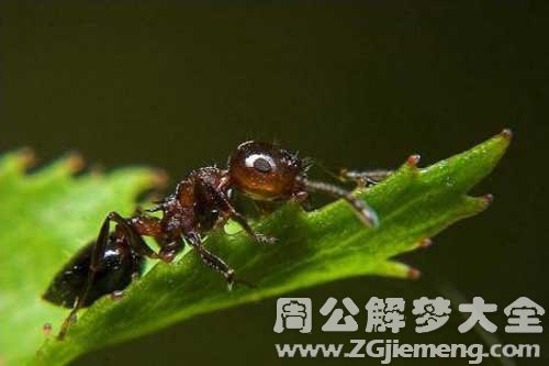 梦见家里有蚂蚁