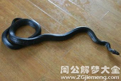黑蛇