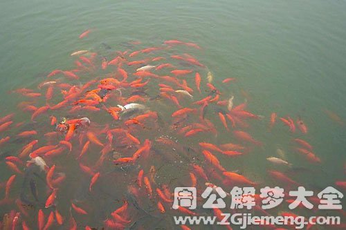 捡大鱼