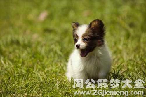 梦见小狗生病