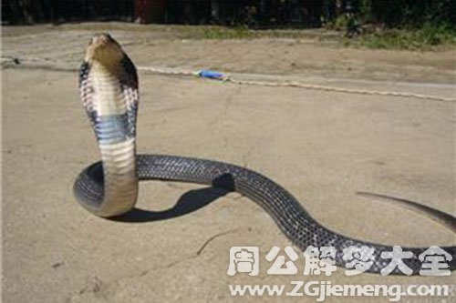 蛇爬