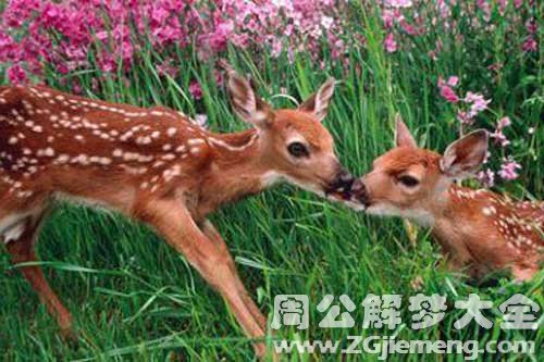 梦见杀鹿