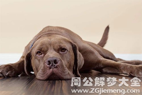 狗
