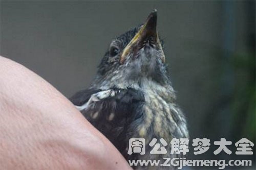 捉鸟