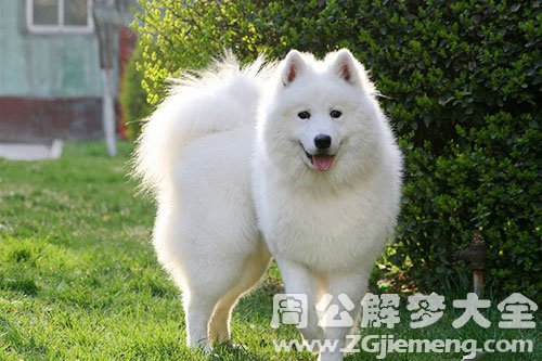 大狗 大狗