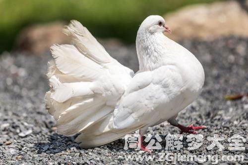 捉鸽子