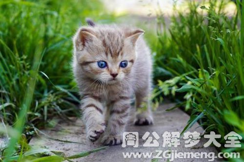 猫追自己