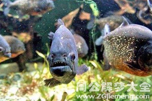 鱼吃人