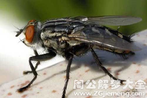 梦见满屋苍蝇
