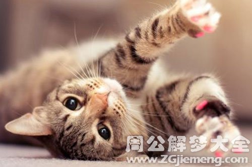 手被猫抓伤