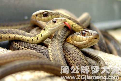 自己看见蛇