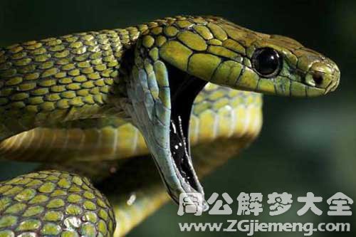 梦见大毒蛇
