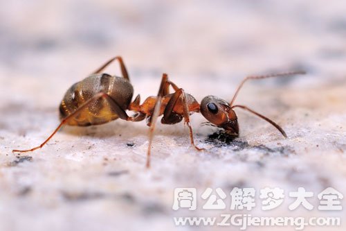 自己被蚂蚁咬