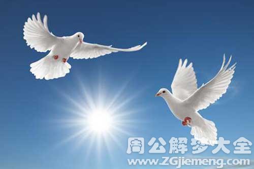 梦见一对鸽子
