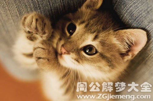 猫咬手指