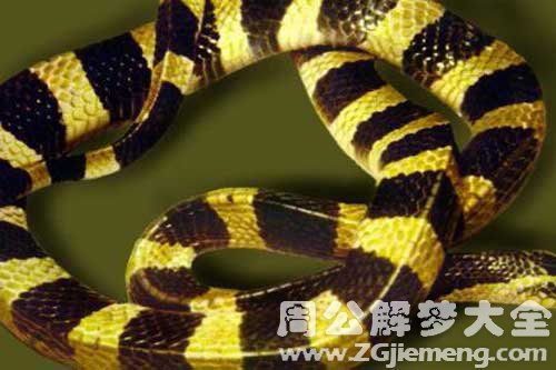 梦见杀蛇被蛇咬