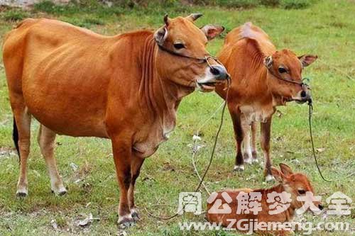 梦见牛怀孕 梦见牛怀孕