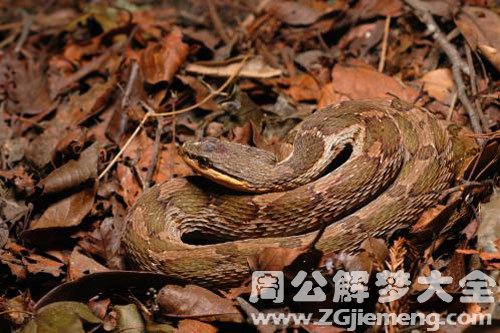 被蟒蛇缠住