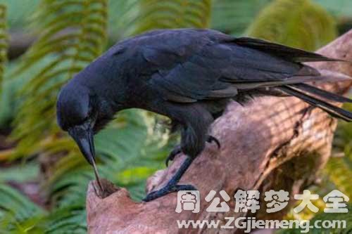 梦见被乌鸦咬