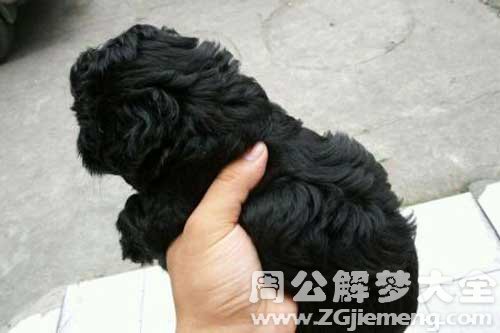 梦见小狗怀孕