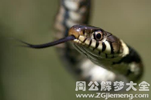 被蛇咬手背