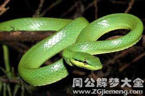 梦见细蛇