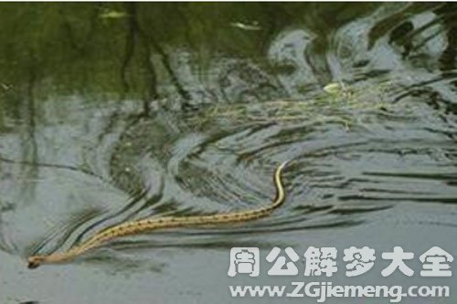 水里的蛇 水里的蛇
