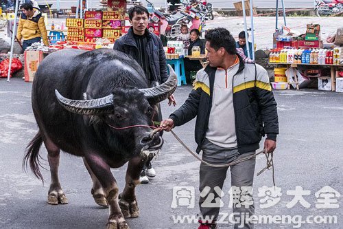 牵着牛