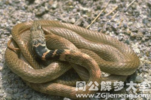 蛇与蛇打架