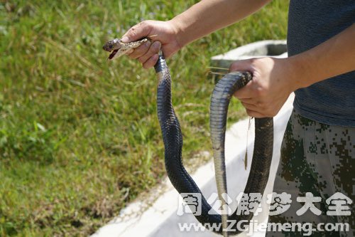 蛇被抓