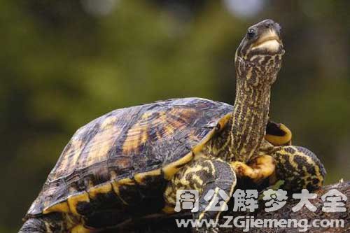 梦见乌龟追自己