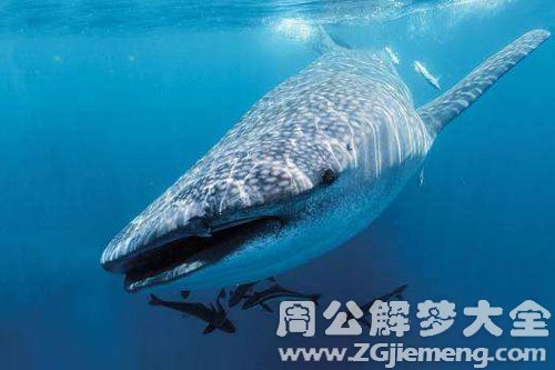 海里的鱼