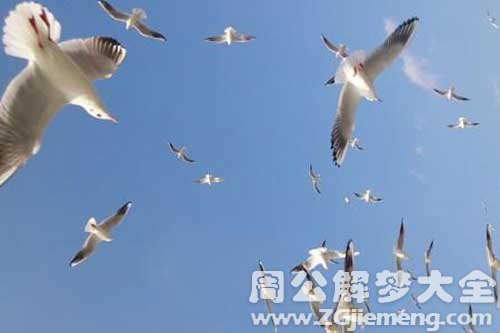 梦见把鸟放飞