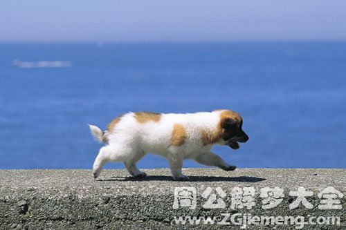狗一直追着我