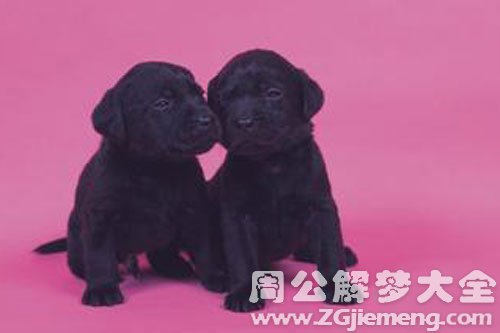 两只小黑狗