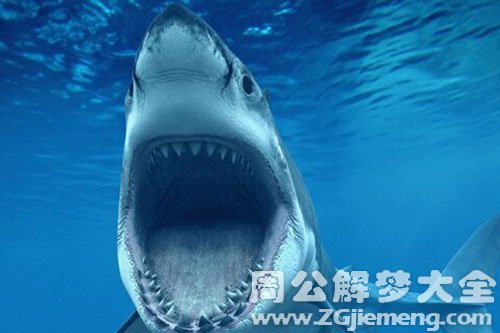鲨鱼
