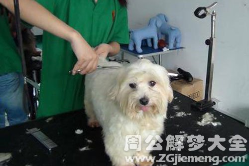剪毛