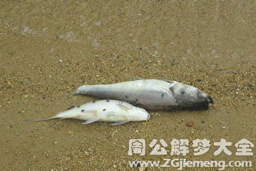 死鱼