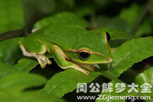 梦见打死青蛙