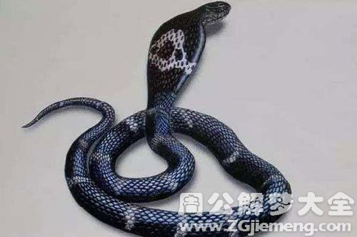 眼镜蛇