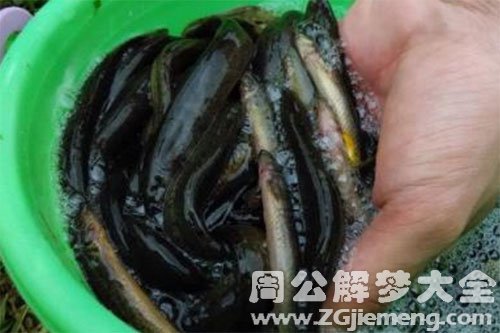 泥鳅