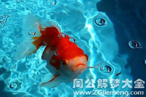 有鱼