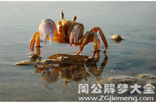螃蟹
