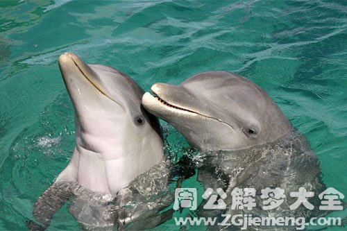 海豚 海豚