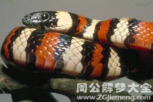 小花蛇